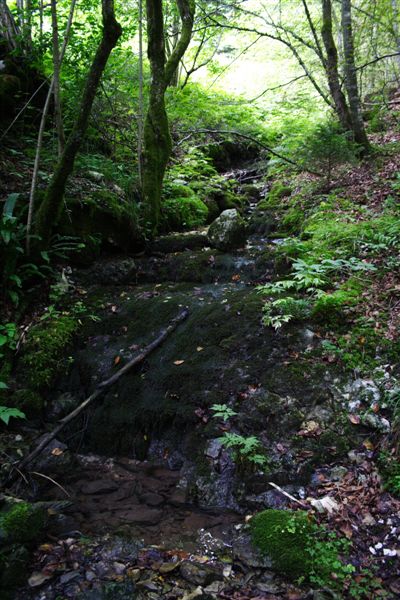 Anfibi delle Alpi Venete.